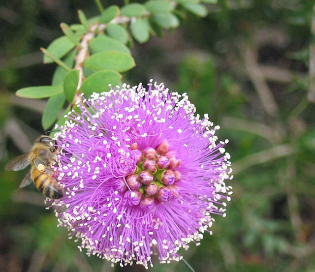 M.nesophila Purple_flower_with_white_tips_and_bee.jpg